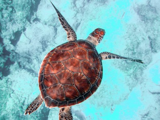 Comment équilibrer ses énergies masculine et féminine